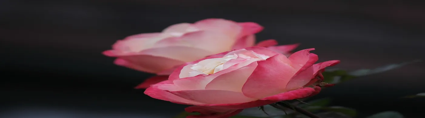 법무법인 서앤율